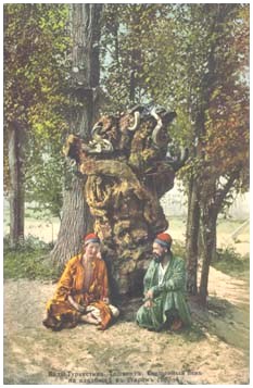 Священное дерево Кучкар-ата